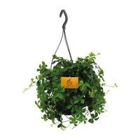 Parthenocissus Striatha suspendu - Ø15cm - ↕15cm Everspring