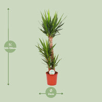 Yucca Elephantipes - Ø24cm - ↕125cm Everspring
