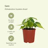Philodendron Scandens Brasil - 4 pièces - Ø12cm - ↕15cm Everspring