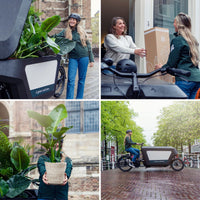 Calathea Warscewiczii - Plante paon - Ø19cm - ↕70cm Everspring