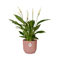Spathiphyllum 12 cm Torelli + pot  ELHO Vibes Fold 14 cm rose Everspring