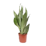 Sansevieria Moonshine - Ø17cm - ↕60cm Everspring