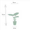 Strelitzia Nicolai - Ø19cm - ↕85cm + Alocasia Macrorrhiza - Ø19cm - ↕70cm Everspring