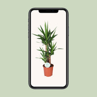 Yucca - Ø21cm - ↕90cm Everspring