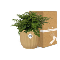 Asplenium Parvati + pot ELHO Vibes Fold 14 cm jaune Everspring