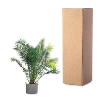 Phénix Canariensis - 300cm - ø50 Everspring