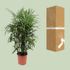 Rhapis Excelsa - Ø27cm - ↕120cm Everspring