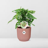 Monstera « Monkey Leaf » + pot ELHO Vibes Fold 14 cm rose Everspring
