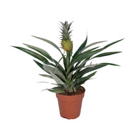Bromélia Ananas - Ø12cm - ↕30cm Everspring