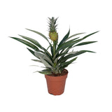 Bromélia Ananas - Ø12cm - ↕30cm Everspring