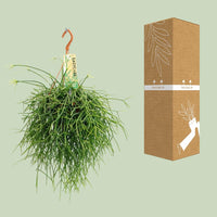 Rhipsalis Pulchra - Ø14 ↕35 Everspring