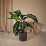 Calathea Warscewiczii - Plante paon - Ø19cm - ↕70cm Everspring