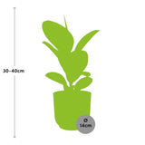 Ficus Elastica ‘Robusta’ + pot ELHO Vibes Fold 14 cm rose Everspring