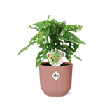 Monstera « Monkey Leaf » + pot ELHO Vibes Fold 14 cm rose Everspring