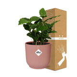 Coffea Arabica + pot ELHO Vibes Fold 14 cm rose Everspring