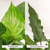 Alocasia Cucullata - Ø19cm - ↕60cm + Alocasia Lauterbachiana - Ø19cm - ↕75cm Everspring