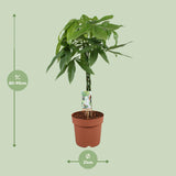 Pachira Aquatica - Ø21cm - ↕90cm Everspring