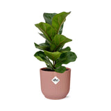 Ficus Lyrata ‘Bambino’ + pot ELHO Vibes Fold 14 cm rose Everspring