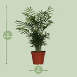 Chamaedorea Elegans - Ø17cm - ↕55cm Everspring