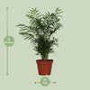 Chamaedorea Elegans - Ø17cm - ↕55cm Everspring