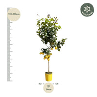 Flèche Citroën - 150 cm - ø24 Everspring