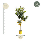 Flèche Citroën - 150 cm - ø24 Everspring