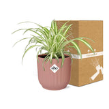 Chlorophytum Comosum Variegatum + pot ELHO Vibes Fold 14 cm rose Everspring