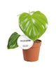 Philodendron Pittieri - Ø12cm - ↕30cm Everspring