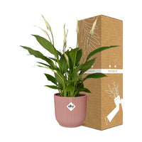 Spathiphyllum 12 cm Torelli + pot  ELHO Vibes Fold 14 cm rose Everspring