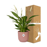 Spathiphyllum 12 cm Torelli + pot  ELHO Vibes Fold 14 cm rose Everspring
