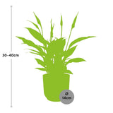 Spathiphyllum 12 cm Torelli + pot  ELHO Vibes Fold 14 cm rose Everspring