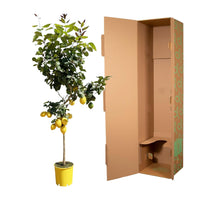 Flèche Citroën - 150 cm - ø24 Everspring