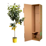 Flèche Citroën - 150 cm - ø24 Everspring