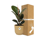 Ficus Elastica ‘Robusta’+ pot  ELHO Vibes Fold 14 cm jaune Everspring