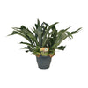 Platycerium Bifurcatum - Ø21cm - ↕50cm Everspring