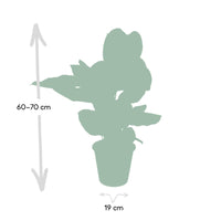Calathea Ornata - Ø19cm - ↕75cm Everspring