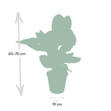 Calathea Ornata - Ø19cm - ↕75cm Everspring