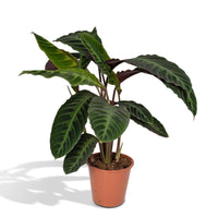 Calathea Warscewiczii - Plante paon - Ø19cm - ↕70cm Everspring