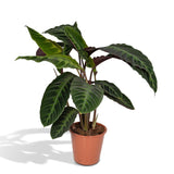 Calathea Warscewiczii - Plante paon - Ø19cm - ↕70cm Everspring