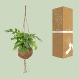 Kokodama Monstera Minima - Plante à trous - Ø15cm - ↕25cm Everspring