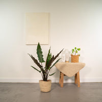Alocasia Lauterbachiana - Ø19cm - ↕80cm + panier Selin Everspring