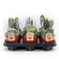 Cactus Mix P12 - 6 pièces - Ø12cm - ↕20cm Everspring
