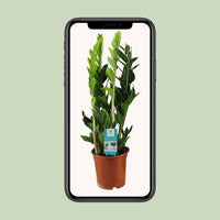 Zamioculcas Zamiifolia - Ø17cm - ↕65cm Everspring