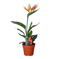Strelitzia Reginae P13 2pp (avec fleur artificielle) - Ø13cm - ↕35cm Everspring