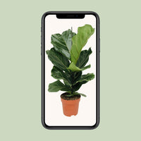 Ficus Lyrata - Ø17cm - ↕75cm Everspring