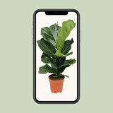 Ficus Lyrata - Ø17cm - ↕75cm Everspring
