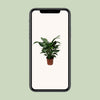 Spathiphyllum Douce Silvana - Ø24cm - ↕80cm Everspring