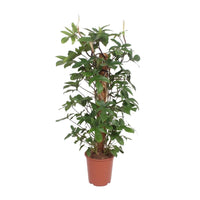 Philodendron Pedatum - Ø27cm - ↕130cm Everspring
