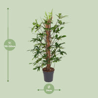 Philodendron Pedatum - Ø24cm - ↕120cm Everspring