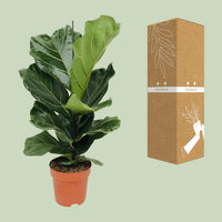 Ficus Lyrata - Ø17cm - ↕75cm Everspring
